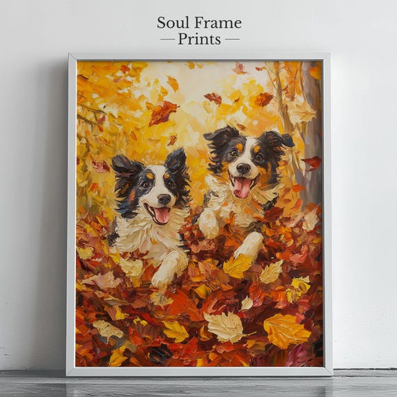 Rough Collie Puppyfind Border Collie Full Grown Teacup Miniature