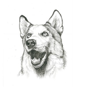 PET PORTRAIT - Ink Drawing