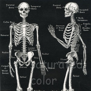 Human Skeleton Anatomy Vintage 1940s High Res DIGITAL IMAGE Diagram Bones Bony Scaffolding of Man's Body