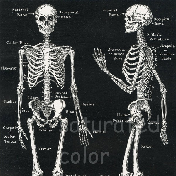 Human Skeleton Anatomy Vintage 1940s High Res DIGITAL IMAGE Diagram Bones Bony Scaffolding of Man's Body