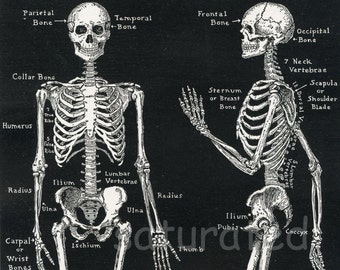 Human Skeleton Anatomy Vintage 1940s High Res DIGITAL IMAGE Diagram Bones Bony Scaffolding of Man's Body