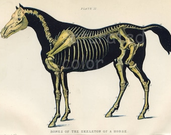 Jahrgang Pferd Kunst - High Res DIGITALBILD Druck und Gestell - Kissen, Beutel & Karten ~ antikes Pferd Tierarzt Chromolitho ~ Pferd drucken