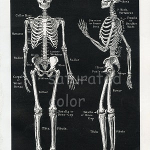 Pode incluir: Uma ilustra&ccedil;&atilde;o em preto e branco do esqueleto humano. A imagem mostra os ossos do corpo, incluindo o cr&acirc;nio, as costelas, a coluna vertebral, a p&eacute;lvis e os membros. O texto "The Bony Scaffolding of Man's Body" est&aacute; no topo da imagem. O texto "This diagram shows how cleverly the bony framework of the human body is hinged to permit free movement." est&aacute; na parte inferior da imagem.