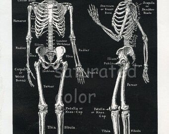 人体骨格解剖学 ヴィンテージ 1940 年代 高解像度デジタル画像 図 骨