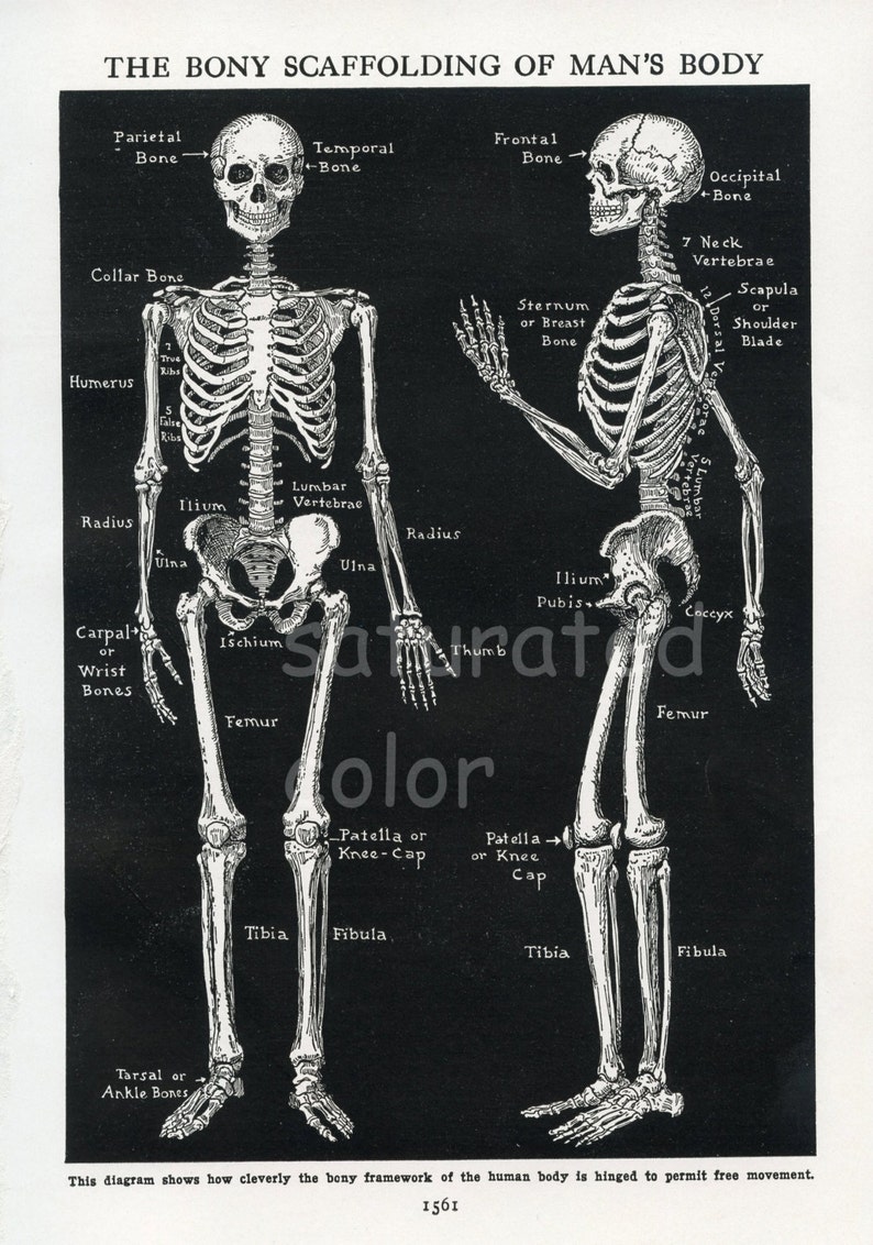 Menschliche Skelett Anatomie Vintage 1940er High Res DIGITAL BILD Diagramm Knochen Bony Gerüst des Körpers Bild 2