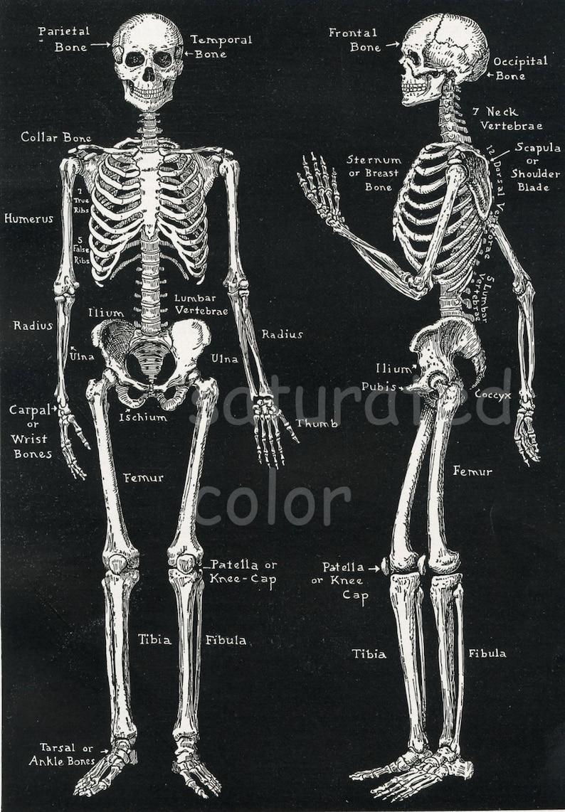 Pode incluir: Uma ilustra&ccedil;&atilde;o anat&ocirc;mica em preto e branco do esqueleto humano, mostrando os nomes dos ossos nas vistas frontal e posterior.