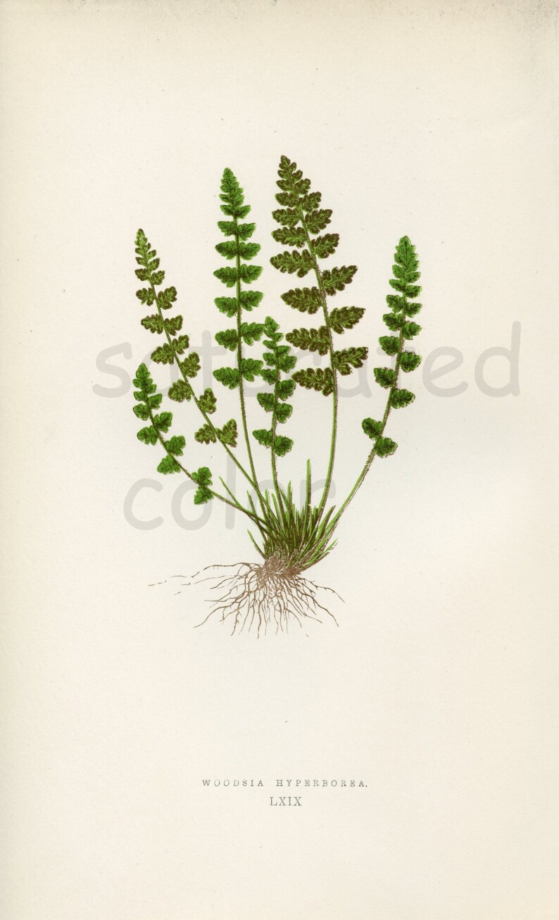 No 69 Green Fern Frond Antique Fern Chromolithograph ORIGINAL Print Chartreuse Mountain Fern Summer Antique 1880 Edward Lowe Fern