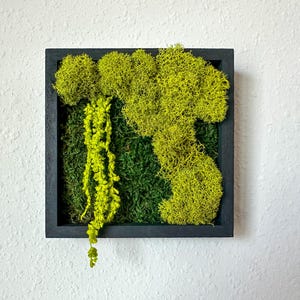 Mini Square Moss Wall Art – 5x5” Mixed Green Preserved Moss with Hanging Plants – Nature-Inspired Home or Office Wall Decor Birthday Present