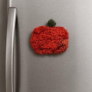 May include: A vibrant red moss-like decorative magnet in the shape of a pumpkin, with a small green accent on top. The magnet is affixed to a brushed metal surface, likely a refrigerator door. The overall aesthetic is natural and autumnal.