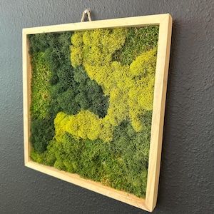 12x12 Natural Moss Wall Art – Preserved Reindeer & Sheet Moss in Square Frame – Handmade Botanical Decor – Earthy Organic-Inspired Accent