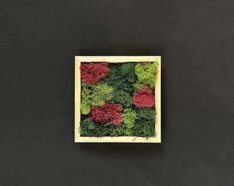 Mini Moss Wall Art – 5x5 Square Preserved Moss Multicolor Design – Natural Wall Decor, Earthy Plant Art, Small Eco Gift for Home or Office