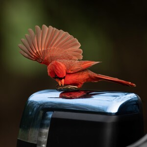 Cardinal Flexing | color photograph, wildlife photography, animal photo, bird nature photography, fine art, wall art print, wall decor