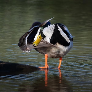 Peekaboo Duck | color photograph, wildlife photography, animal photo, bird nature photography, fine art, wall art print, wall decor