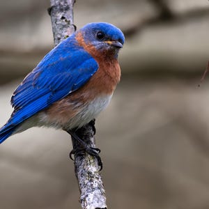 Angry Bluebird | color photograph, wildlife photography, animal photo, bird nature photography, fine art, wall art print, wall decor