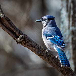 Perched Bluejay | color photograph, wildlife photography, animal photo, bird nature photography, fine art, wall art print, wall decor