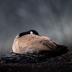 Mother Goose Keeping Watch | color photograph, wildlife photography, animal photo, bird nature photography, fine art, wall art print