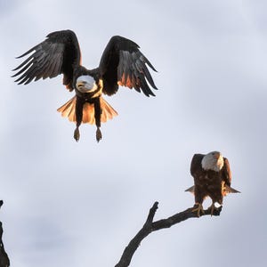 Bald Eagles Incoming | color photograph, wildlife photography, animal photo, bird nature photography, fine art, wall art print, wall decor