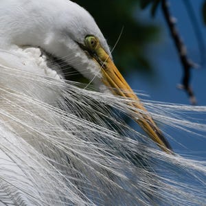 Snowy Egret Fashion | color photograph, wildlife photography, animal photo, bird nature photography, fine art, wall art print, wall decor