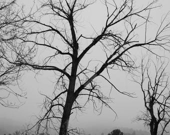 Solitary Tree Fine Art Print: Symbolic Nature Photography