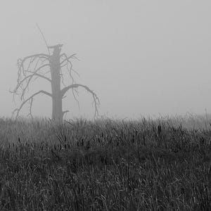 May include: Black and white landscape photograph of a field of tall grass with a dead tree in the center. The tree has bare branches and stands against a foggy sky. The image is monochromatic.