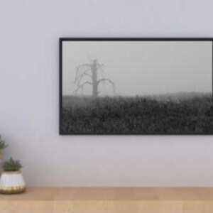 May include: A framed black and white photograph of a barren tree in a field. The photograph is in a black frame and hangs on a white wall. Two small potted plants sit on a wooden surface below the photograph.