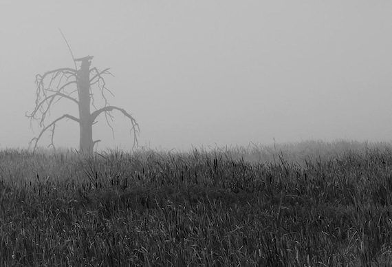 Monochrome Tree in Fog Print: Rustic Nature Photography