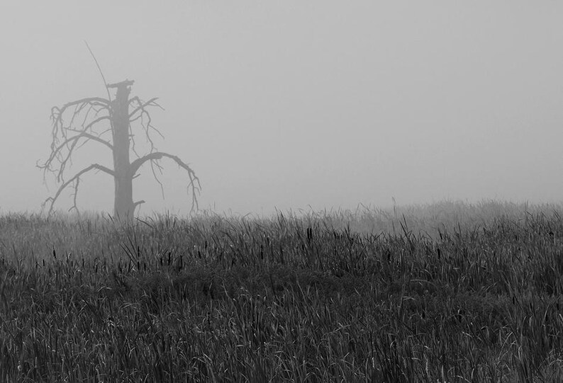 May include: Black and white landscape photograph of a field of tall grass with a dead tree in the center. The tree has bare branches and stands against a foggy sky. The image is monochromatic.