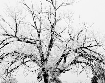 Winter Tree Photography Print – Black and White Minimalist Nature Decor