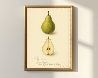 Vintage Pear Botanical Wall Art Print, Rustic Kitchen Decor, Antique Fruit Artwork, Still Life Printable (Digital Download)