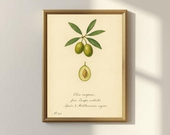 Vintage Olive Botanical Wall Art Print, Mediterranean Kitchen Decor, Antique Fruit Artwork, Rustic Printable (Digital Download)