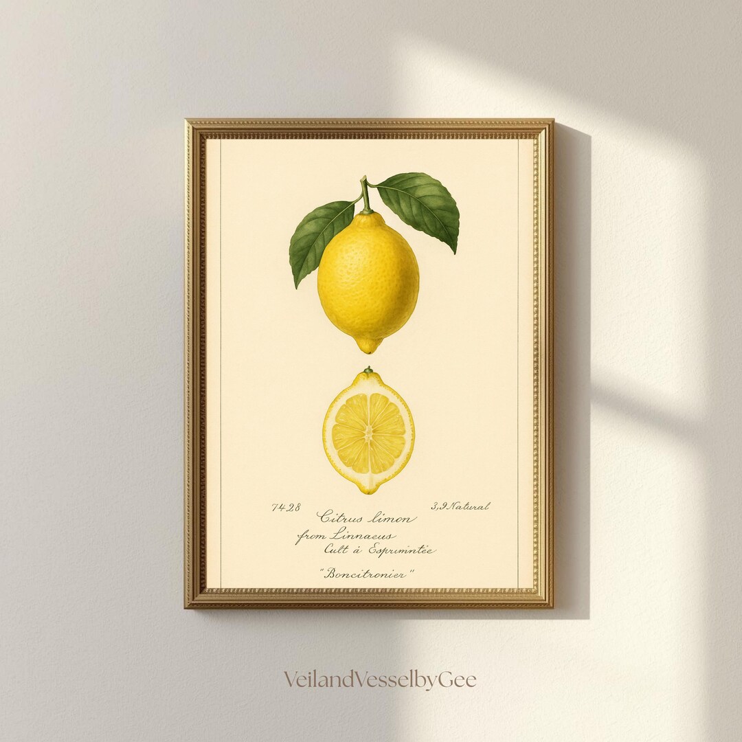 Vintage Lemon Botanical Wall Art Print, Citrus Fruit Illustration ...