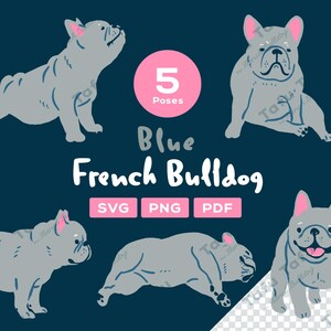 Handgezeichnete Französische Bulldogge Clipart - [Blau] Frenchie - 5 süße Posen | SVG PNG PDF | Hunde Illustration für Sticker & zum Basteln