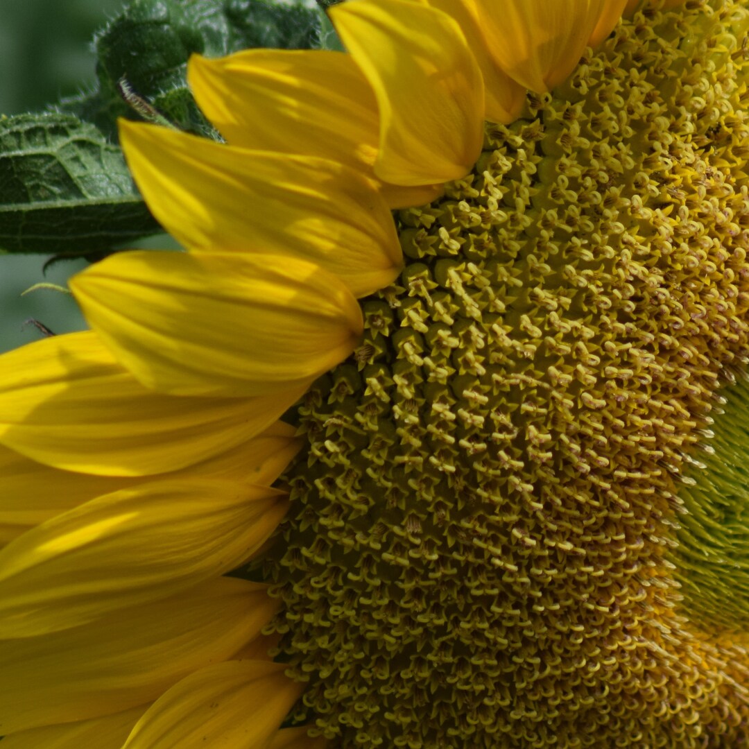 Titan Giant Sunflower Seed Heirloom Sunflowers Edible Etsy UK