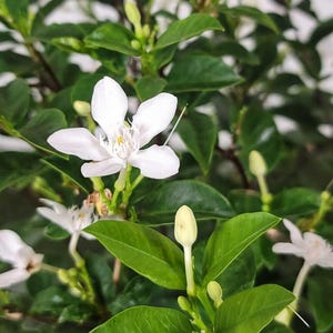 Asian Snow Jasmine | Fragrant Jasmine Plant | Blooming Flowers | Indoors/Patio Fragrant White Flowering Plant | Home Decor | Meaningful Gift