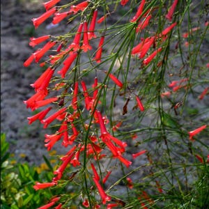 Red Firecracker Plant Bush | Russelia Equisetiformis | Tropical Foliage Flowering Plant | Cascading Red Blooming Bush for Garden/Patio Decor