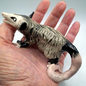Small Angry Opossum