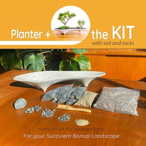 Island Planter + Sukkulenten Pflanzen Set | Vollständiges Set für Bonsais und Sukkulenten aus Beton zum Bepflanzen (54 cm)