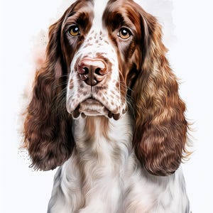 Liver and white Springer Spaniel Wall Art
