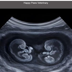 May include: An ultrasound image showing two developing fetuses. The image is in shades of gray and black, with the text "Happy Paws Veterinary" and other medical data displayed. The estimated gestational age is approximately six weeks.
