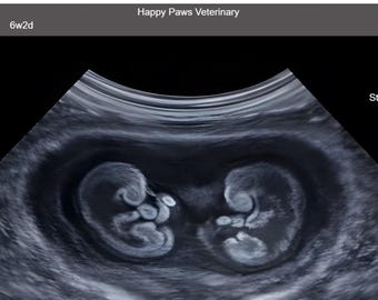 Dog Scan Generator • Custom Dog Ultrasound Art • Funny Pet Pregnancy Prank Digital Download