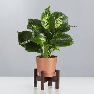 Dieffenbachia Plant (Dumb Cane) - Easy Care Indoor Plant
