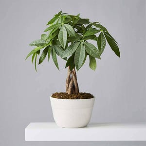 Money Tree Plant - Pachira Aquatica - Lucky Plant - Indoor & Outdoor Live Tropical Houseplant - Feng Shui - Easy Care Office Plant
