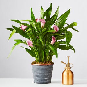 Pink Calla Lily Plant in Decorative Pot | Zantedeschia Rehmannii | Home Decor | Floral Arrangements | Elegant Indoor Blooming Plant