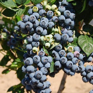 May include: Close-up of a blueberry bush laden with ripe, dark blue blueberries. Some berries are still green, indicating they are not yet ripe. The leaves are a vibrant green, and the branches are brown.