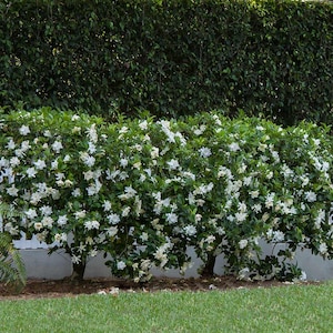 August Beauty Gardenia 1 Gallon Outdoor Home Decor