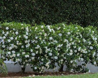 Gardenia August Beauty 1 Gallon Outdoor Home Decor