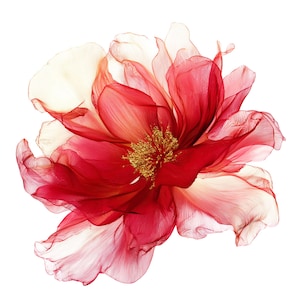 Può includere: Primo piano di un fiore vibrante con petali delicati e traslucidi. Il fiore passa da un rosso intenso a un bianco morbido, con un centro dorato. I petali hanno una qualità fluida e ariosa, creando una sensazione di movimento e leggerezza.