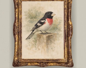 Vintage Rose-Breasted Grosbeak Gouache Painting – Rustic Midwest Wildlife Art (Digital Download)