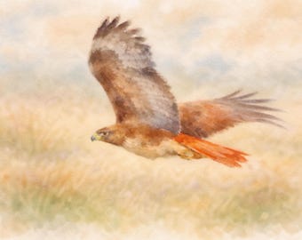 Red Tail Hawk Watercolor Print, Rustic Prairie Wildlife Art (Digital Download)