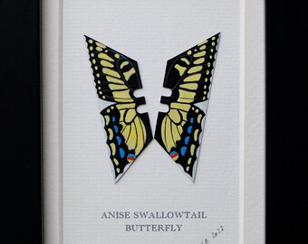 Anise Swallowtail